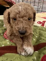 MINI MED Royal white collar boy, a male Goldendoodle for sale in Summerfield, FL – Photo 2 of 5