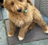 Winston MINI MED , a male Goldendoodle for sale in Summerfield, FL – Photo 4 of 5