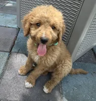 Winston MINI MED , a male Goldendoodle for sale in Summerfield, FL – Photo 2 of 5