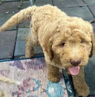 Daisys Orange collar mini Medium Goldendoodle Boy, a male Miniature Goldendoodle for sale in Summerfield, FL – 4 of 4