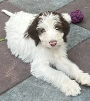Mocha Blue Collar, a male Labradoodle for sale in Summerfield, FL – 1 of 5