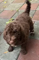 Aussies purple collar, a female Labradoodle for sale in Summerfield, FL – 2 of 6