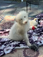 Cocoas Purple, a female Labradoodle for sale in Summerfield, FL – 6 of 10