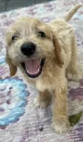 Daisys Blue Collar Cream boy Mini/ Medium Goldendoodle, a male Goldendoodle for sale in Summerfield, FL – 6 of 7