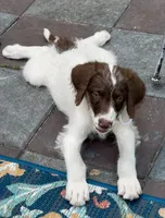 Mocha White Collar, a male Labradoodle for sale in Summerfield, FL – 5 of 8