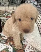 Cocoas Orange collar, a male Labradoodle for sale in Summerfield, FL – 5 of 5