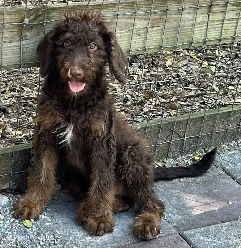 Cocoas White collar boy – Labradoodle puppy for sale in Summerfield, FL