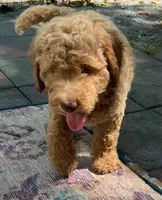 Daisys White Collar Cream boy Mini/ Medium Goldendoodle, a male Goldendoodle for sale in Summerfield, FL – 5 of 5