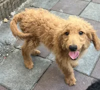 Gator mini/medium, a male Miniature Goldendoodle for sale in Summerfield, FL – 6 of 7