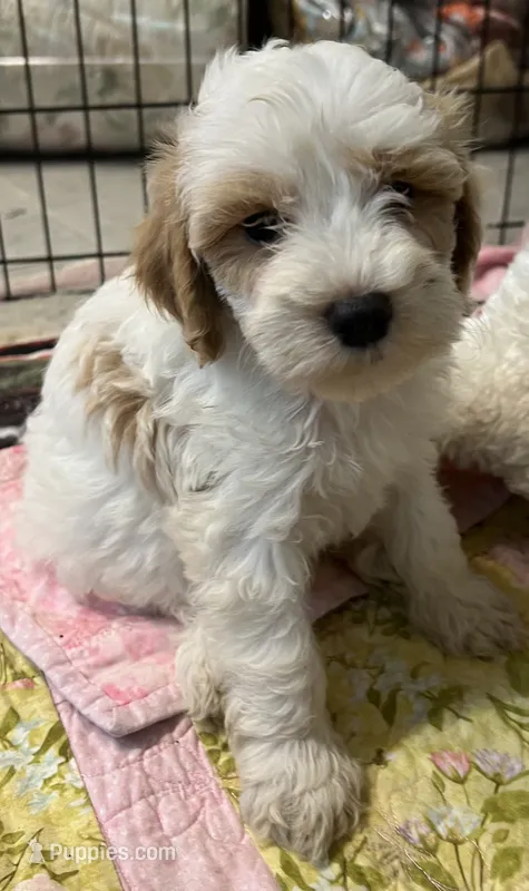 Willow Purple collar MINI – Goldendoodle puppy for sale in Summerfield, FL
