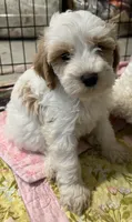 Willow Purple collar MINI, a female Goldendoodle for sale in Summerfield, FL – 1 of 8