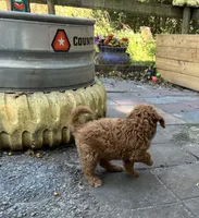 Amber Purple mini, a female Goldendoodle for sale in Summerfield, FL – 5 of 8