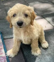 Daisys Blue Collar Cream boy Mini/ Medium Goldendoodle, a male Goldendoodle for sale in Summerfield, FL – 2 of 7