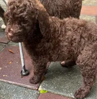 Aussies white collar, a female Labradoodle for sale in Summerfield, FL – 5 of 5