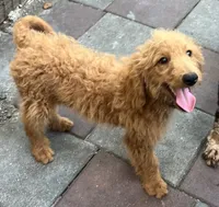 Gator mini/medium, a male Miniature Goldendoodle for sale in Summerfield, FL – 3 of 7