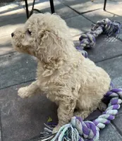 Ambers White, a male Goldendoodle for sale in Summerfield, FL – 3 of 4