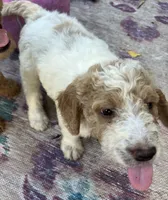 Daisys Red Collar Cream Parti boy Mini/ Medium Goldendoodle, a male Goldendoodle for sale in Summerfield, FL – 6 of 10