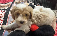 Willow yellow Collar MINI, a female Goldendoodle for sale in Summerfield, FL – 3 of 7