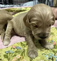 Daisys Green Collar Cream boy Mini/ Medium Goldendoodle, a male Goldendoodle for sale in Summerfield, FL – 2 of 3