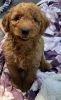 Ambers Blue, a male Goldendoodle for sale in Summerfield, FL – 3 of 6