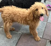 Gator mini/medium, a male Miniature Goldendoodle for sale in Summerfield, FL – 4 of 7