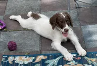 Mocha White Collar, a male Labradoodle for sale in Summerfield, FL – 7 of 8