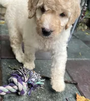 Aussie Green Collar, a male Labradoodle for sale in Summerfield, FL – 5 of 7