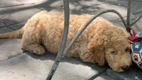 Daisys White Collar Cream boy Mini/ Medium Goldendoodle, a male Goldendoodle for sale in Summerfield, FL – 2 of 5