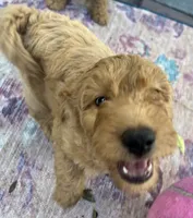 Daisys Purple Collar Cream Girl Mini/ Medium Goldendoodle, a female Goldendoodle for sale in Summerfield, FL – 5 of 9