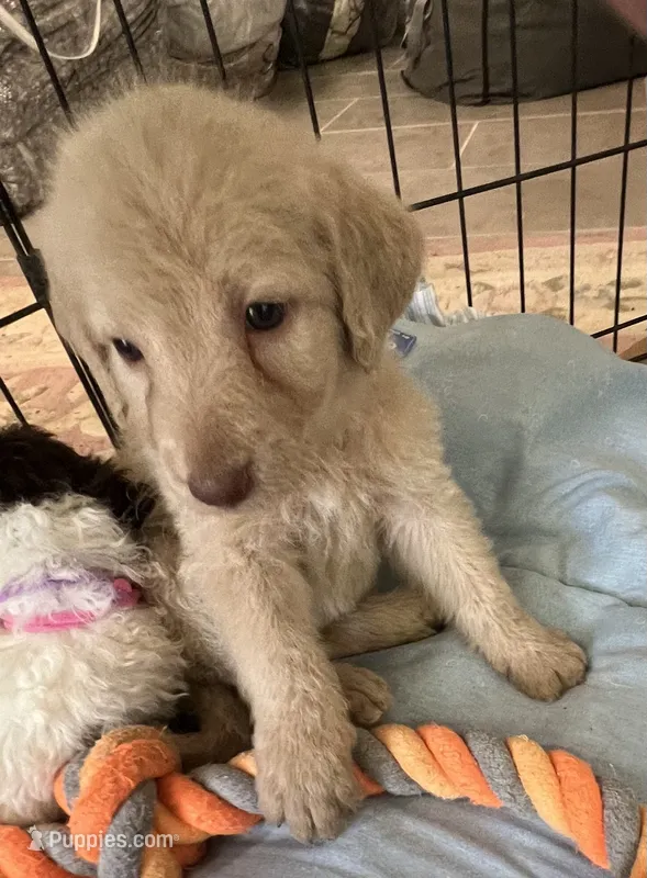 Cocoas yellow collar – Labradoodle puppy for sale in Summerfield, FL