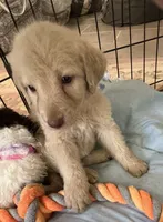 Cocoas yellow collar, a male Labradoodle for sale in Summerfield, FL – 1 of 4