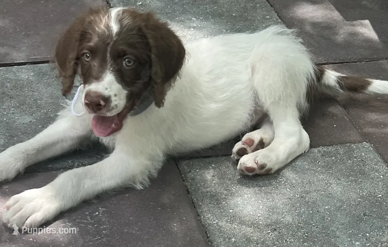 Mocha White Collar – Labradoodle puppy for sale in Summerfield, FL