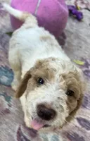 Daisys Red Collar Cream Parti boy Mini/ Medium Goldendoodle, a male Goldendoodle for sale in Summerfield, FL – 5 of 10
