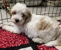 Willow Red collar MINI, a female Goldendoodle for sale in Summerfield, FL – 5 of 5