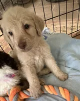 Cocoas yellow collar, a male Labradoodle for sale in Summerfield, FL – 2 of 4