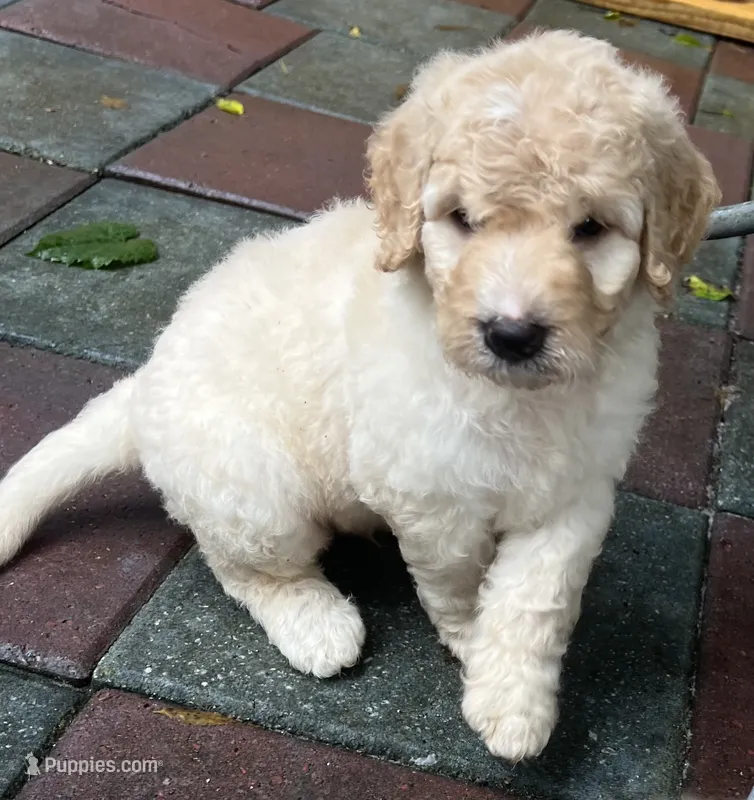 Aussie Green Collar – Labradoodle puppy for sale in Summerfield, FL