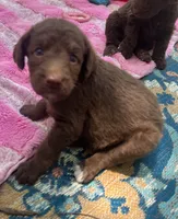 Diamonds Yellow collar girl, a female Labradoodle for sale in Summerfield, FL – 3 of 3