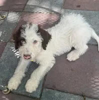 Mochas Yellow Collar, a male Labradoodle for sale in Summerfield, FL – 4 of 4