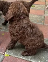 Aussies white collar, a female Labradoodle for sale in Summerfield, FL – 4 of 5
