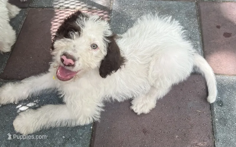 Mochas Yellow Collar – Labradoodle puppy for sale in Summerfield, FL