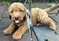 Daisys Orange collar mini Medium Goldendoodle Boy, a male Miniature Goldendoodle for sale in Summerfield, FL – 2 of 4