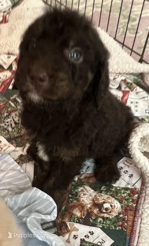 Cocoas White collar boy – Labradoodle puppy for sale in Summerfield, FL