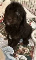 Cocoas White collar boy, a male Labradoodle for sale in Summerfield, FL – 1 of 6
