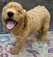 Daisys Purple Collar Cream Girl Mini/ Medium Goldendoodle, a female Goldendoodle for sale in Summerfield, FL – 6 of 9