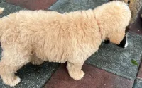 Aussies Orange Collar, a male Labradoodle for sale in Summerfield, FL – 3 of 7
