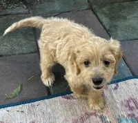 Daisys Blue Collar Cream boy Mini/ Medium Goldendoodle, a male Goldendoodle for sale in Summerfield, FL – 4 of 7
