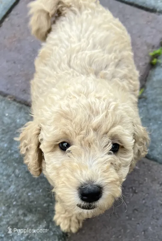 Ambers White – Goldendoodle puppy for sale in Summerfield, FL