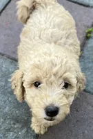 Ambers White, a male Goldendoodle for sale in Summerfield, FL – 1 of 4
