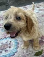Daisys Blue Collar Cream boy Mini/ Medium Goldendoodle, a male Goldendoodle for sale in Summerfield, FL – 7 of 7