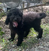 Yoda, a male Miniature Goldendoodle for sale in Summerfield, FL – 6 of 6
